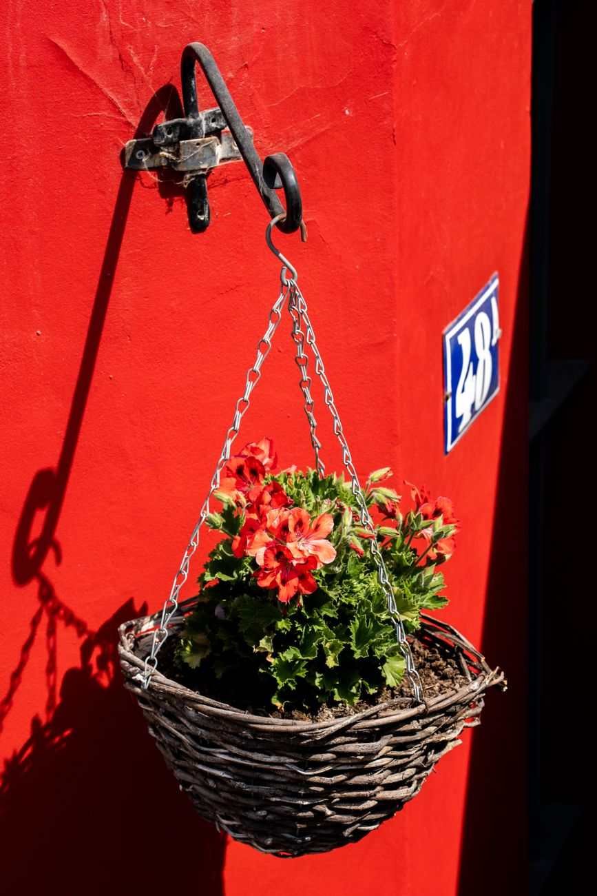 The Geranium That Never Quits