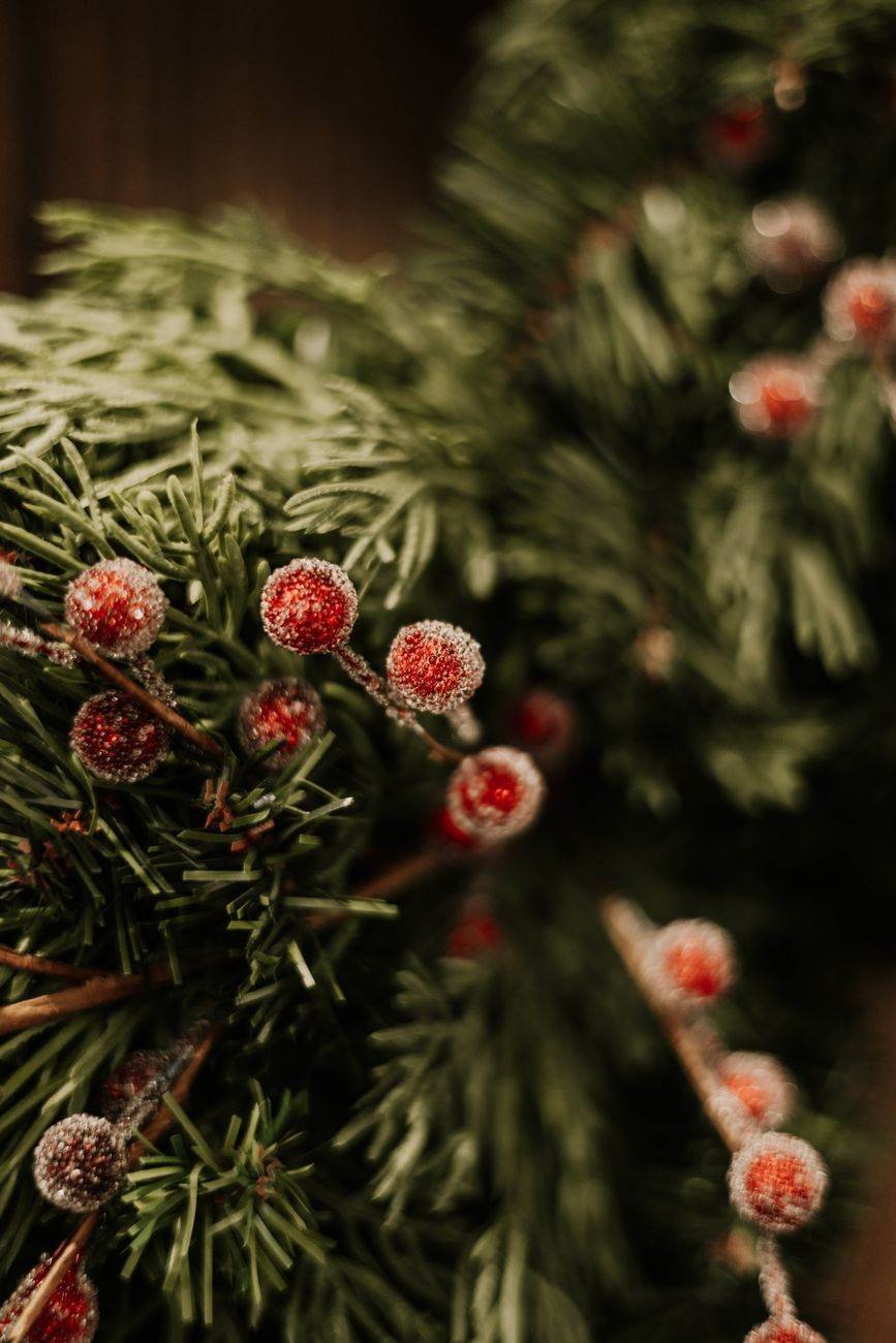 The Winter Evergreen